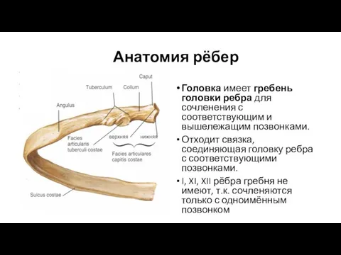Анатомия рёбер Головка имеет гребень головки ребра для сочленения с соответствующим