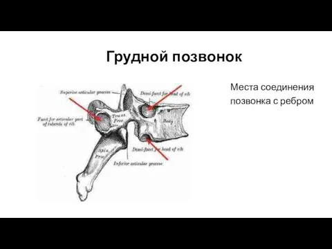 Грудной позвонок Места соединения позвонка с ребром