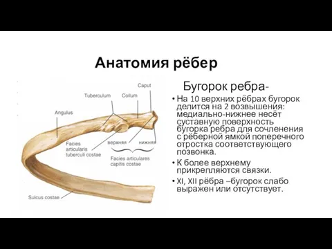 Анатомия рёбер Бугорок ребра- На 10 верхних рёбрах бугорок делится на