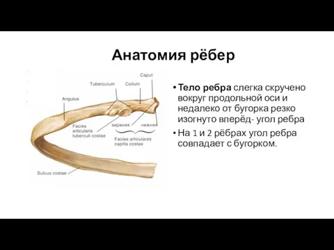 Анатомия рёбер Тело ребра слегка скручено вокруг продольной оси и недалеко