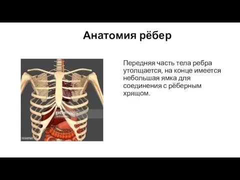 Анатомия рёбер Передняя часть тела ребра утолщается, на конце имеется небольшая