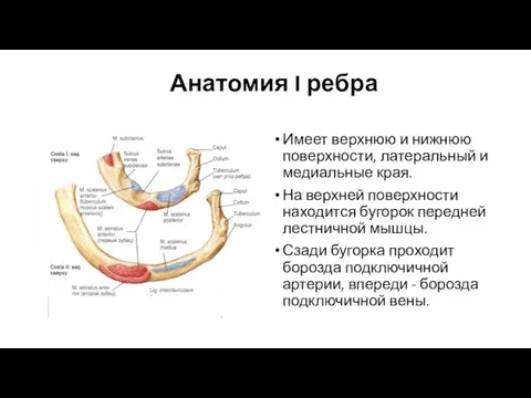 Анатомия I ребра Имеет верхнюю и нижнюю поверхности, латеральный и медиальные