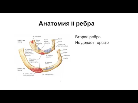 Анатомия II ребра Второе ребро Не делает торсию