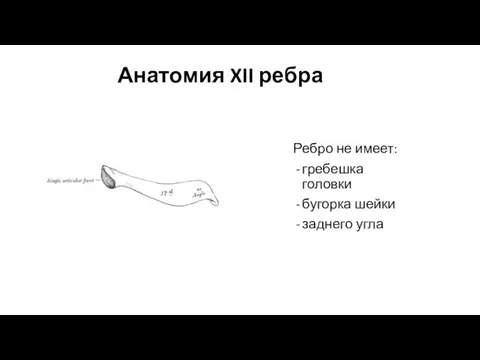 Анатомия XII ребра Ребро не имеет: гребешка головки бугорка шейки заднего угла