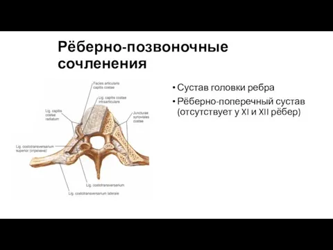 Рёберно-позвоночные сочленения Сустав головки ребра Рёберно-поперечный сустав (отсутствует у XI и XII рёбер)
