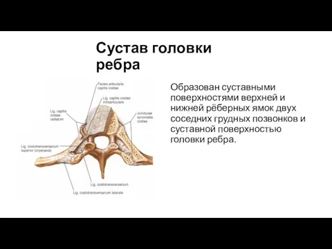 Сустав головки ребра Образован суставными поверхностями верхней и нижней рёберных ямок