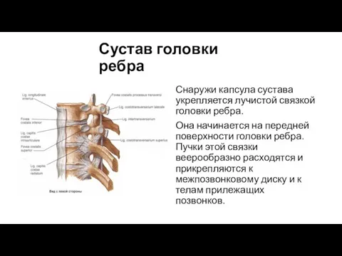 Сустав головки ребра Снаружи капсула сустава укрепляется лучистой связкой головки ребра.