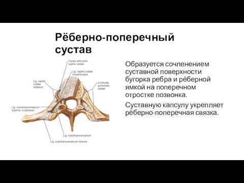 Рёберно-поперечный сустав Образуется сочленением суставной поверхности бугорка ребра и рёберной ямкой