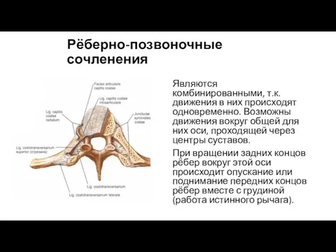 Рёберно-позвоночные сочленения Являются комбинированными, т.к. движения в них происходят одновременно. Возможны