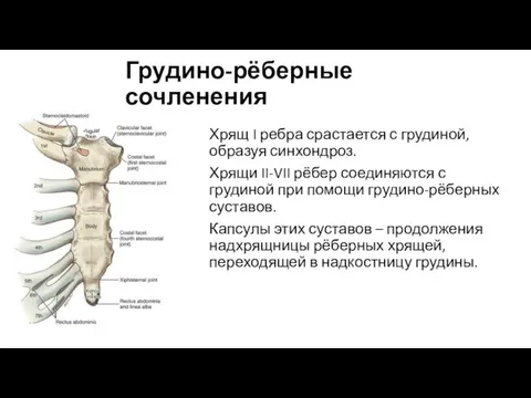 Грудино-рёберные сочленения Хрящ I ребра срастается с грудиной, образуя синхондроз. Хрящи