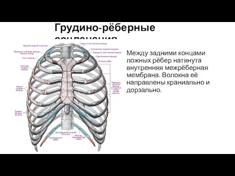 Грудино-рёберные сочленения Между задними концами ложных рёбер натянута внутренняя межрёберная мембрана.