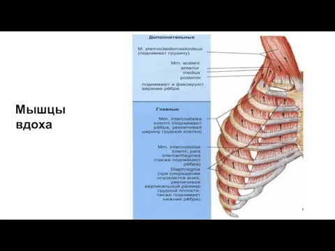 Мышцы вдоха