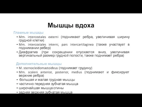 Мышцы вдоха Главные мышцы Mm. intercostales externi (поднимают ребра, увеличивая ширину