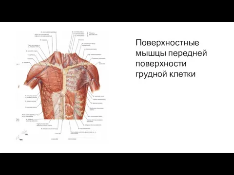 Поверхностные мышцы передней поверхности грудной клетки