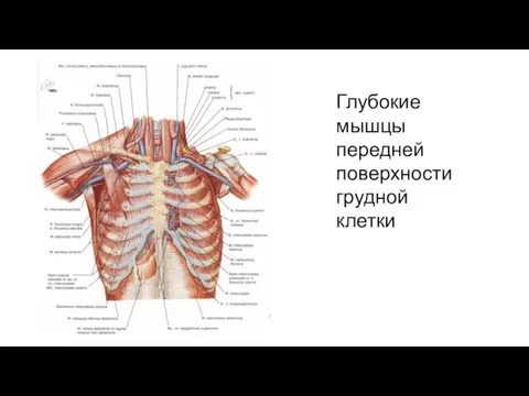 Глубокие мышцы передней поверхности грудной клетки