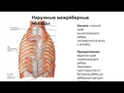 Наружные межрёберные мышцы Начало: нижний край вышележащего ребра, направляются вниз и