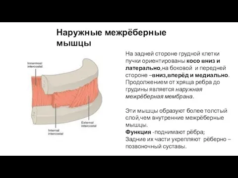 Наружные межрёберные мышцы На задней стороне грудной клетки пучки ориентированы косо