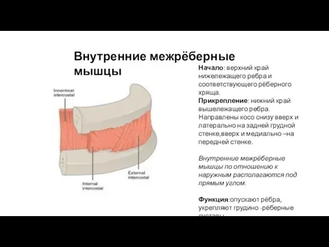 Внутренние межрёберные мышцы Начало: верхний край нижележащего ребра и соответствующего рёберного