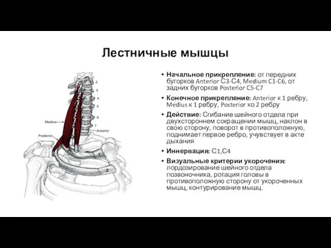 Начальное прикрепление: от передних бугорков Anterior С3-С4, Medium C1-C6, от задних