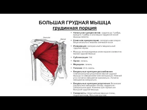 БОЛЬШАЯ ГРУДНАЯ МЫШЦА грудинная порция Начальное прикрепление: грудина до 7 ребра,