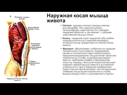 Наружная косая мышца живота Начало: наружно нижние границы нижних восьми ребер.