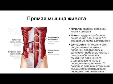 Прямая мышца живота Начало: гребень лобковой кости и симфиз Конец: грудино-реберное