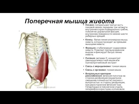 Поперечная мышца живота Начало: латеральная третья часть паховой связки, передние три