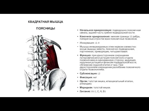 КВАДРАТНАЯ МЫШЦА ПОЯСНИЦЫ Начальное прикрепление: подвздошно-поясничная связка, задняя часть гребня подвздошной