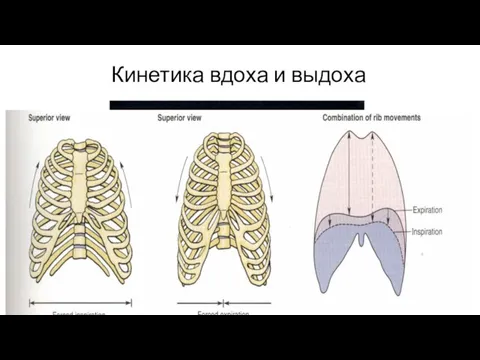 Кинетика вдоха и выдоха