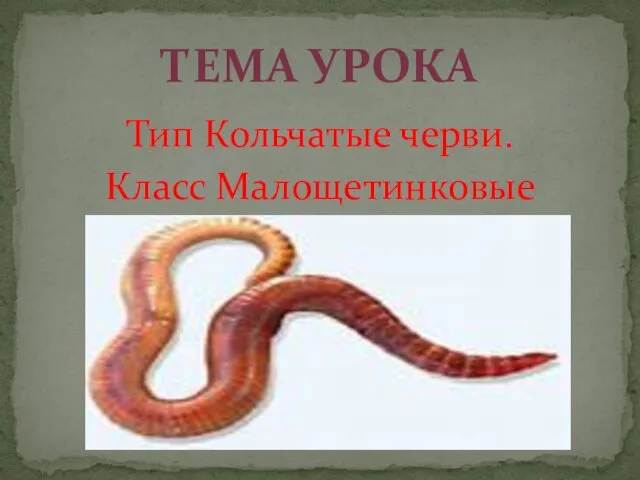 Тип Кольчатые черви. Класс Малощетинковые ТЕМА УРОКА