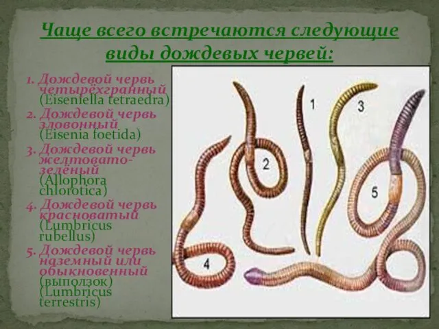 1. Дождевой червь четырёхгранный (Eiseniella tetraedra) 2. Дождевой червь зловонный (Eisenia