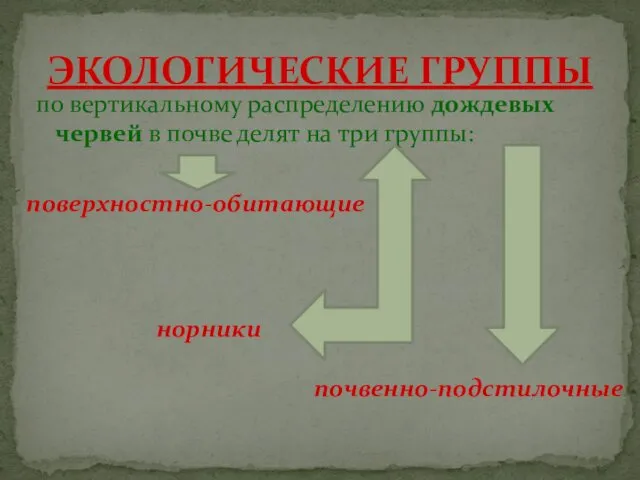 по вертикальному распределению дождевых червей в почве делят на три группы: ЭКОЛОГИЧЕСКИЕ ГРУППЫ поверхностно-обитающие почвенно-подстилочные норники