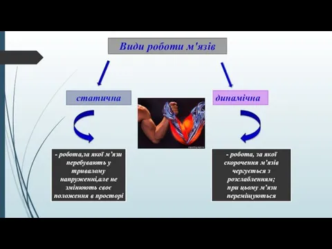 Види роботи м'язів статична динамічна - робота,за якої м’язи перебувають у