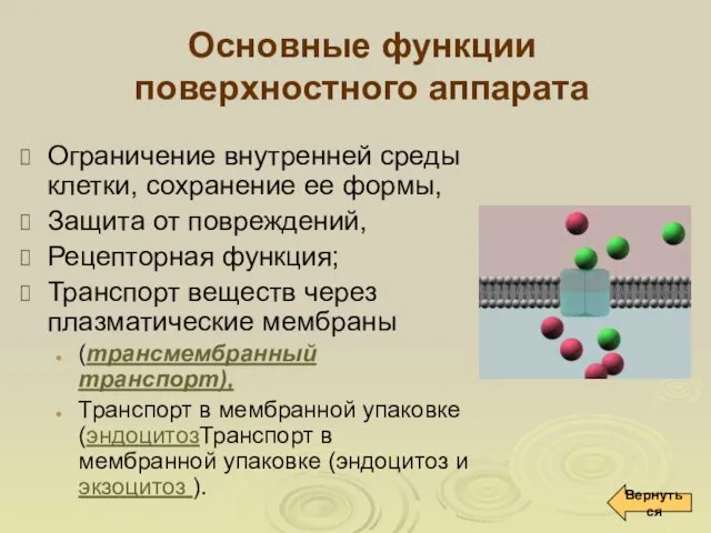 Основные функции поверхностного аппарата Ограничение внутренней среды клетки, сохранение ее формы,