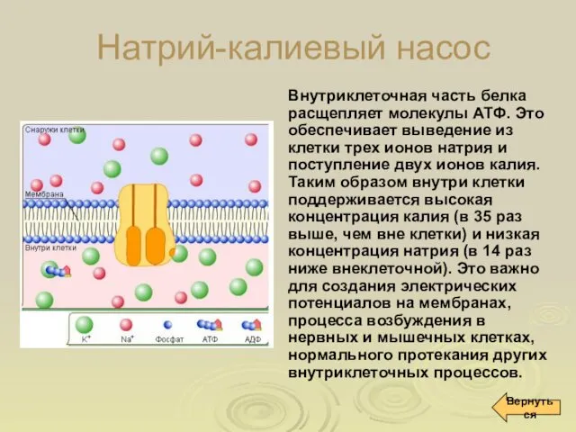 Натрий-калиевый насос Внутриклеточная часть белка расщепляет молекулы АТФ. Это обеспечивает выведение