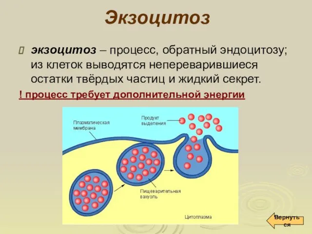 Экзоцитоз экзоцитоз – процесс, обратный эндоцитозу; из клеток выводятся непереварившиеся остатки