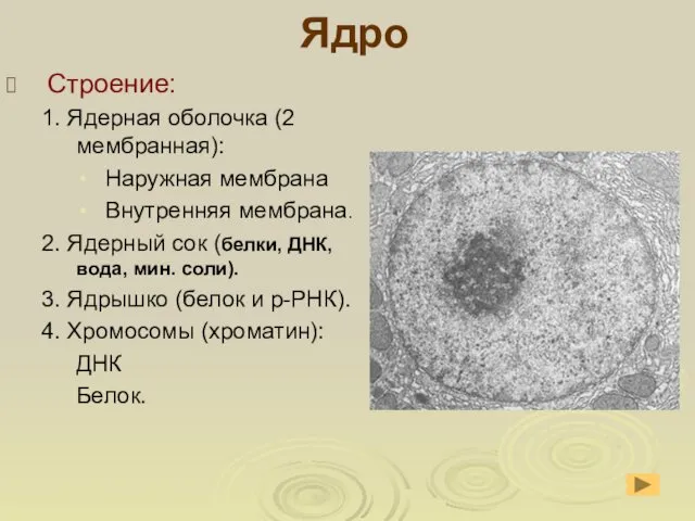 Ядро Строение: 1. Ядерная оболочка (2 мембранная): Наружная мембрана Внутренняя мембрана.