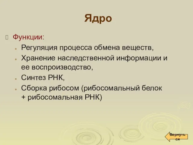 Ядро Функции: Регуляция процесса обмена веществ, Хранение наследственной информации и ее