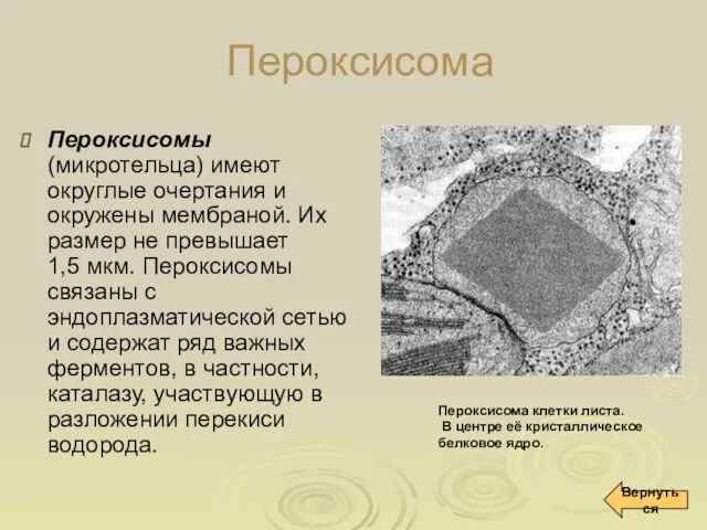 Пероксисома Пероксисомы (микротельца) имеют округлые очертания и окружены мембраной. Их размер