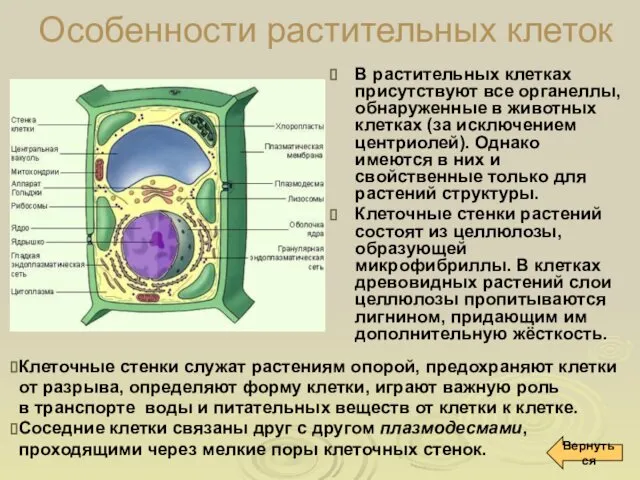 Особенности растительных клеток В растительных клетках присутствуют все органеллы, обнаруженные в