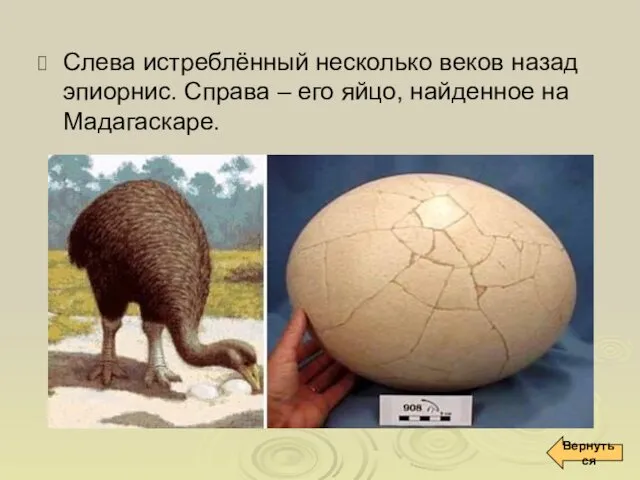 Слева истреблённый несколько веков назад эпиорнис. Справа – его яйцо, найденное на Мадагаскаре. Вернуться