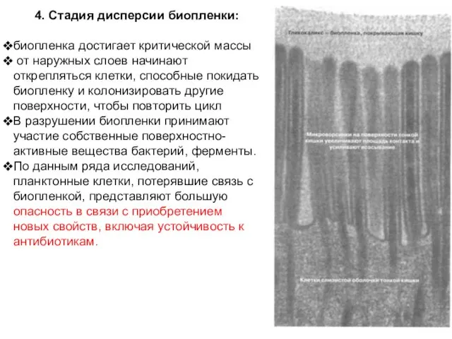 4. Стадия дисперсии биопленки: биопленка достигает критической массы от наружных слоев