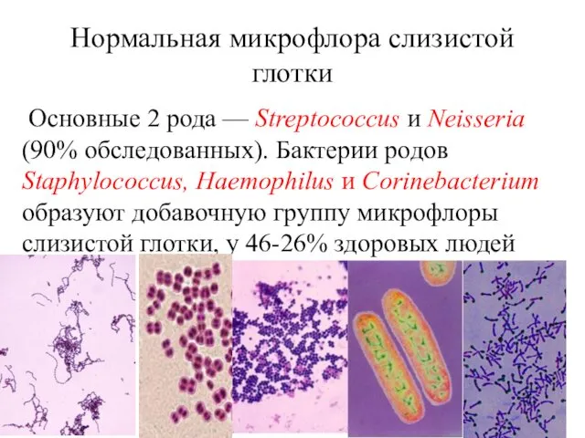 Нормальная микрофлора слизистой глотки Основные 2 рода — Streptococcus и Neisseria