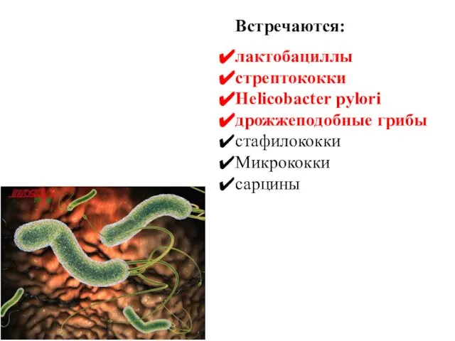 Встречаются: лактобациллы стрептококки Helicobacter pylori дрожжеподобные грибы стафилококки Микрококки сарцины