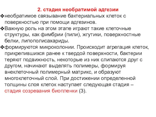 2. стадия необратимой адгезии необратимое связывание бактериальных клеток с поверхностью при