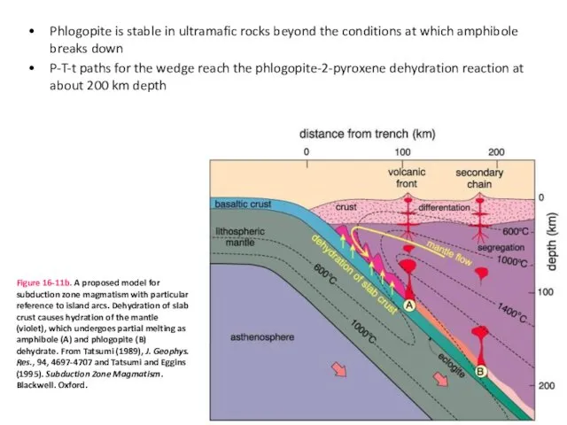 Phlogopite is stable in ultramafic rocks beyond the conditions at which