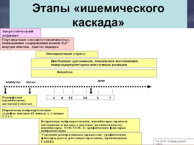 Этапы «ишемического каскада»