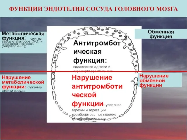 ФУНКЦИИ ЭНДОТЕЛИЯ СОСУДА ГОЛОВНОГО МОЗГА Метаболическая функция: синтез вазодилататоров (NO) и