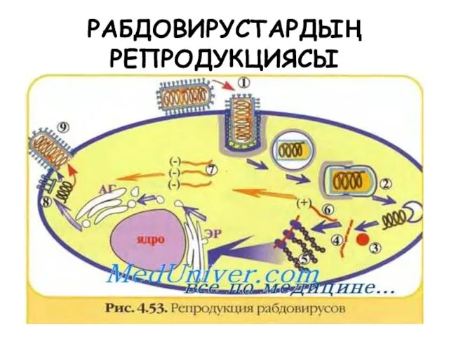 РАБДОВИРУСТАРДЫҢ РЕПРОДУКЦИЯСЫ