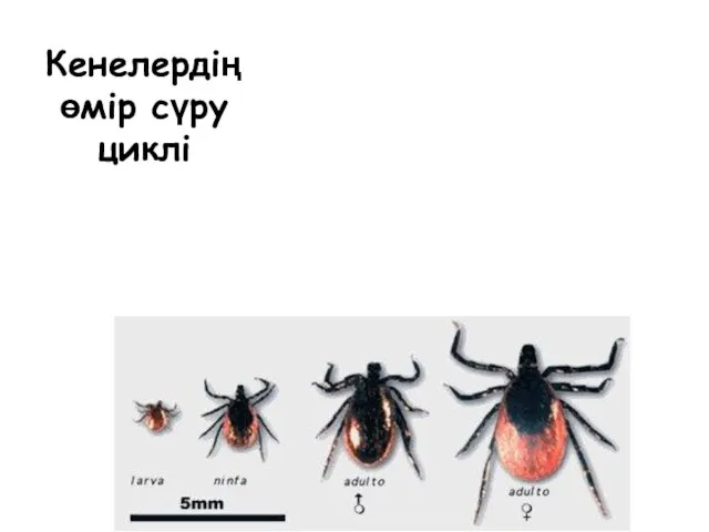 Кенелердің өмір сүру циклі